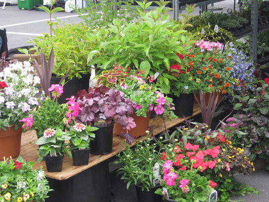 Annual Plant Sale